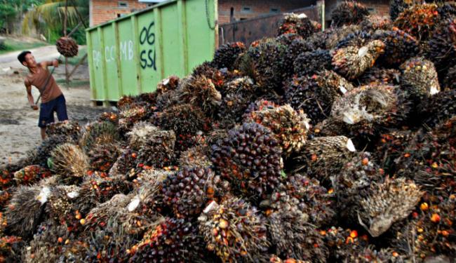 Indonesia Jajaki Ekspor Lada & Produk Kelapa Sawit ke Turki