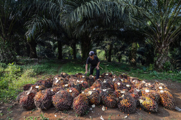 Meski Pandemi, Ekonomi Petani Sawit Tidak Terganggu