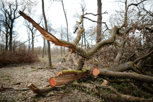 EU proposes to delay landmark anti-deforestation law by 12 months